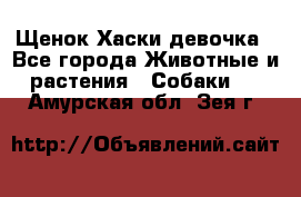 Щенок Хаски девочка - Все города Животные и растения » Собаки   . Амурская обл.,Зея г.